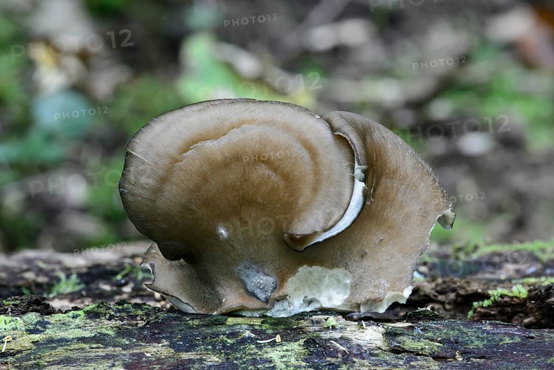Oyster Mushroom (Pleurotus ostreatus)