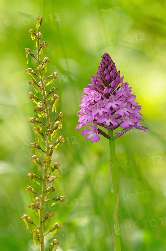 Twayblade (Listera ovata syn Neottia ovata) and a Pyramid Orchid (Anacamptis pyramidalis)