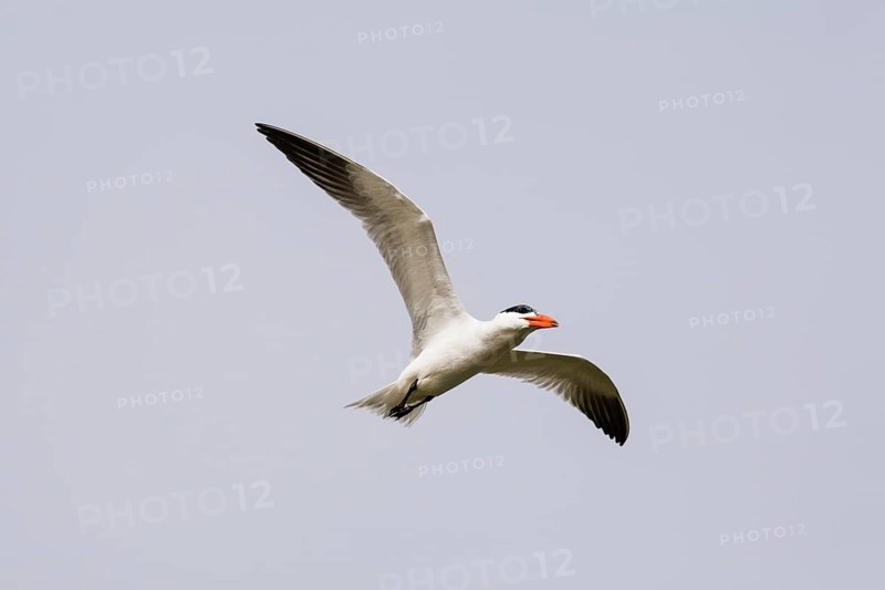 Caspian Tern (Hydroprogne caspia) flying