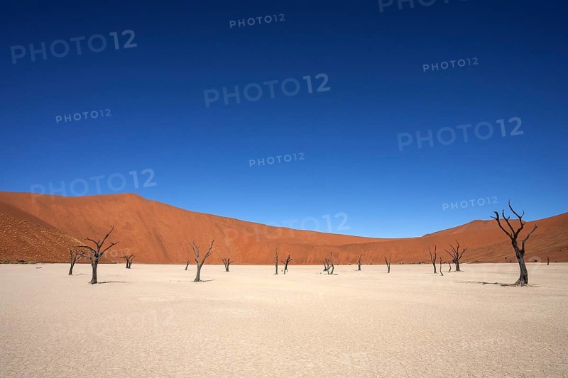 Dead Camel thorn trees (Vachellia erioloba)