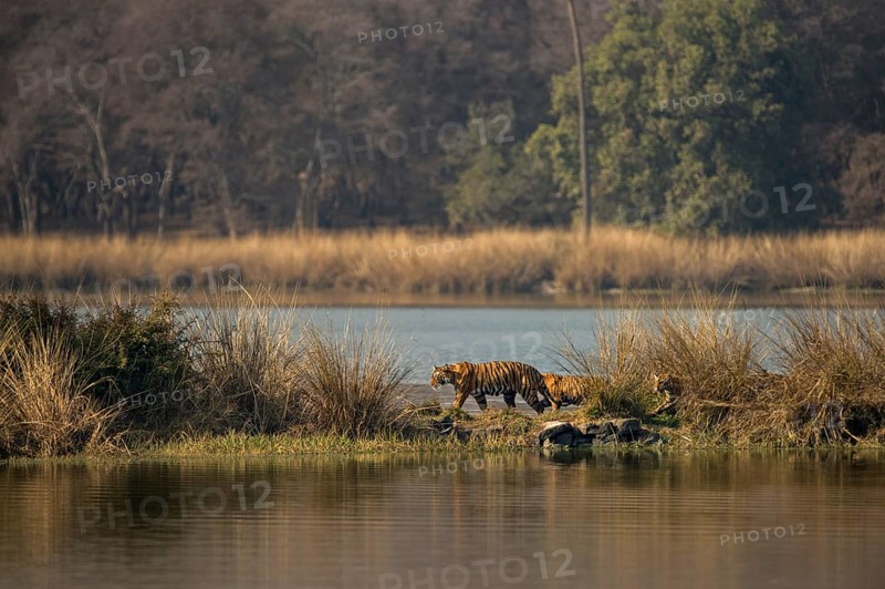 Wild Indian Tigers or Bengal Tigers