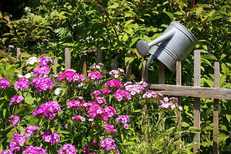 Still life of a garden with Sweet William (Dianthus barbatus) and a watering can on a wooden fence
