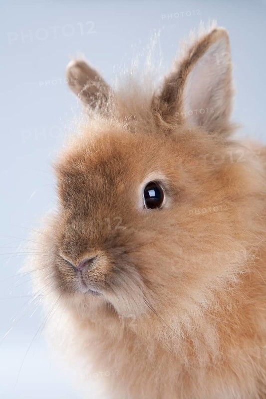 Dwarf rabbit (Oryctolagus cuniculus forma domestica)