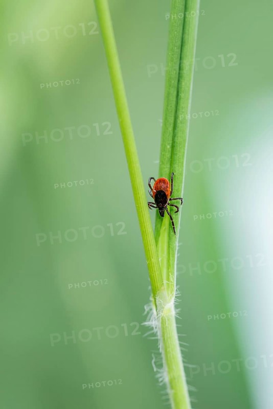 Female tick