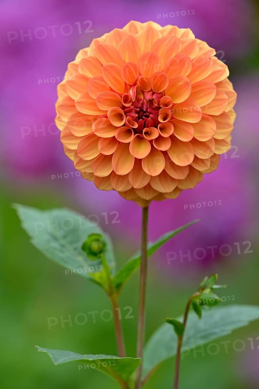Pompon Dahlia (Dahlia)