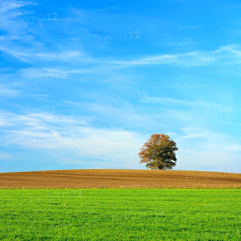Solitary oak on the hill with ploughed field in autumn