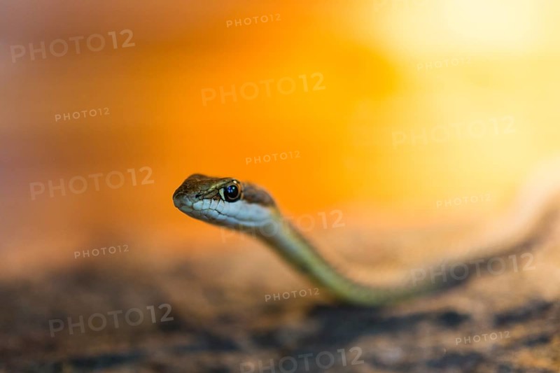 Namib-whip snake (Psammophis namibensis)