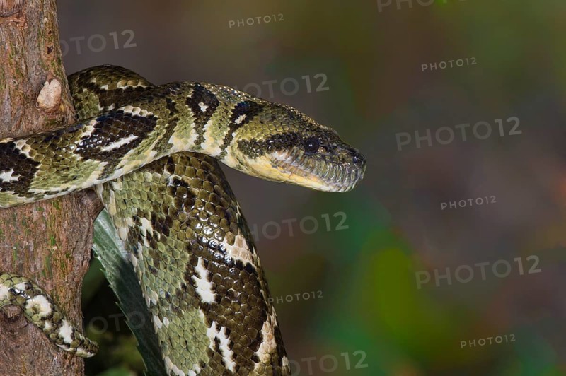 Madagascar Tree Boa (Sanzinia madagascariensis)
