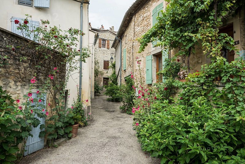 Alley with plants