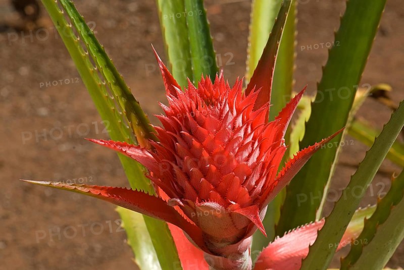 Pineapple flower (Ananas comosus)