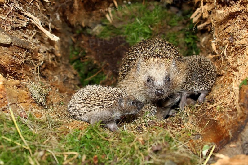 European Hedgehog (Erinaceus europaeus) with young