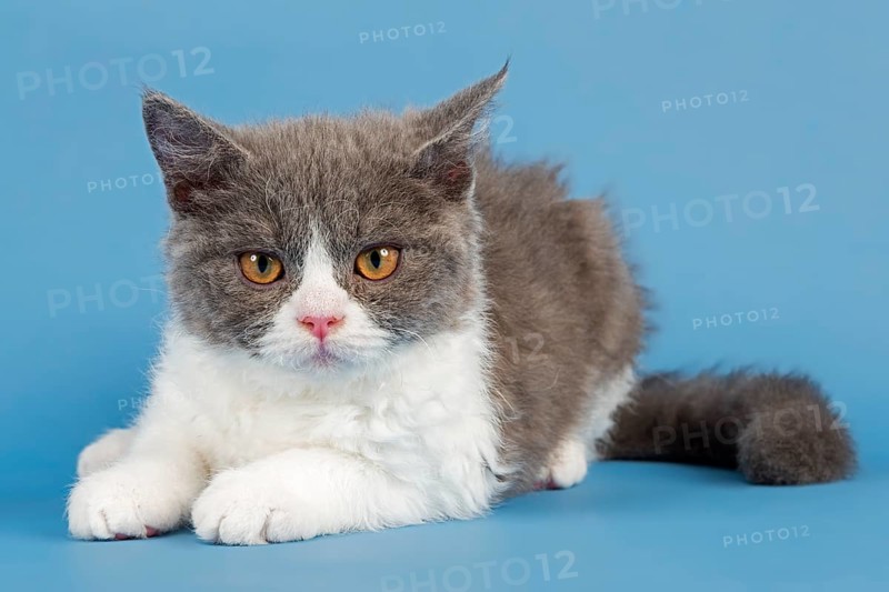 Breed Selkirk Rex Kitten