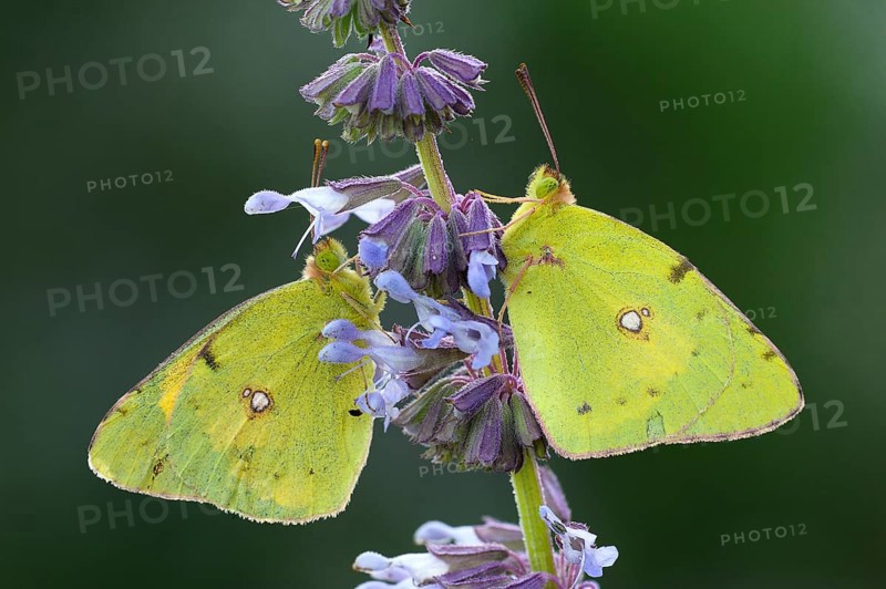 Two Pale Clouded Yellows (Colias hyale)