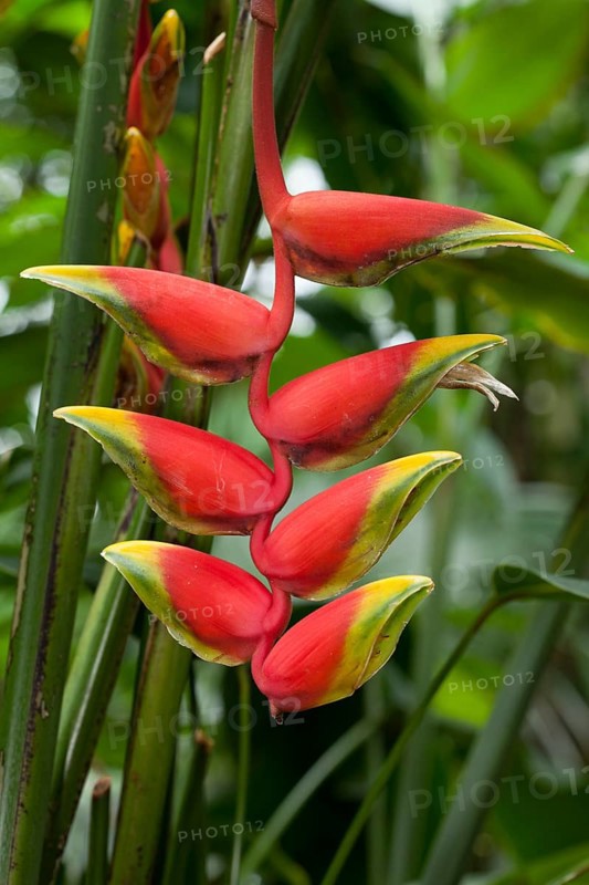 Pendent Heliconia (Heliconia pendula)