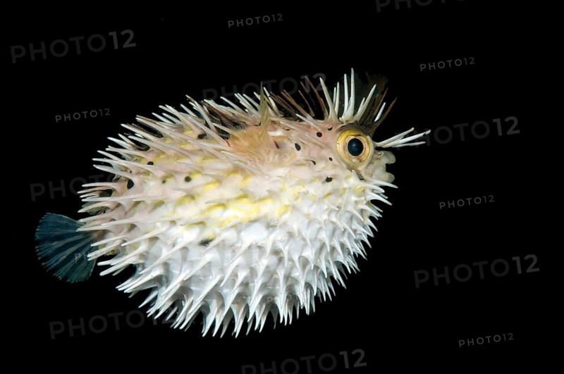 Long-spine porcupinefish (Diodon holocanthus)