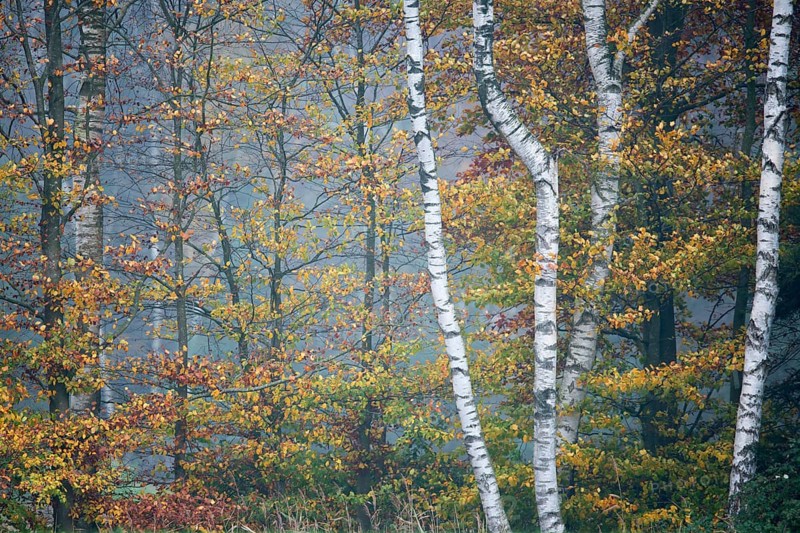 Birch trees (Betula pendula) and Beech trees (Fagus sylvatica) in autumn