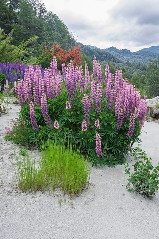 Lupines (Lupinus sp.) growing on volcanic ash