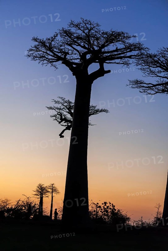 Avenue of the Baobabs