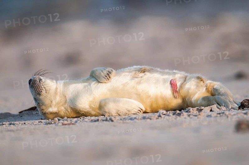 Grey seal (Halichoerus grypus)