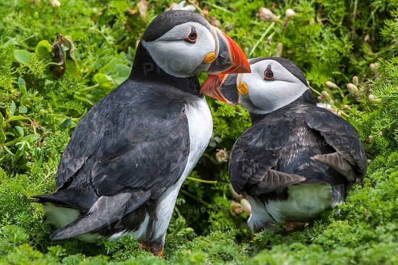 Puffins (Fratercula arctica)