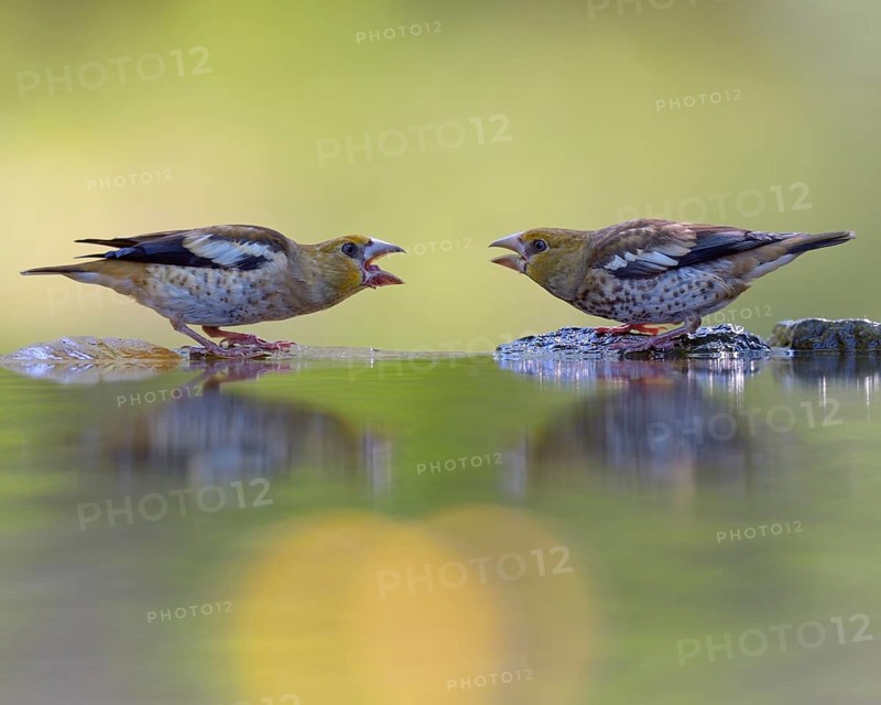 Hawfinch (Coccothraustes coccothraustes)