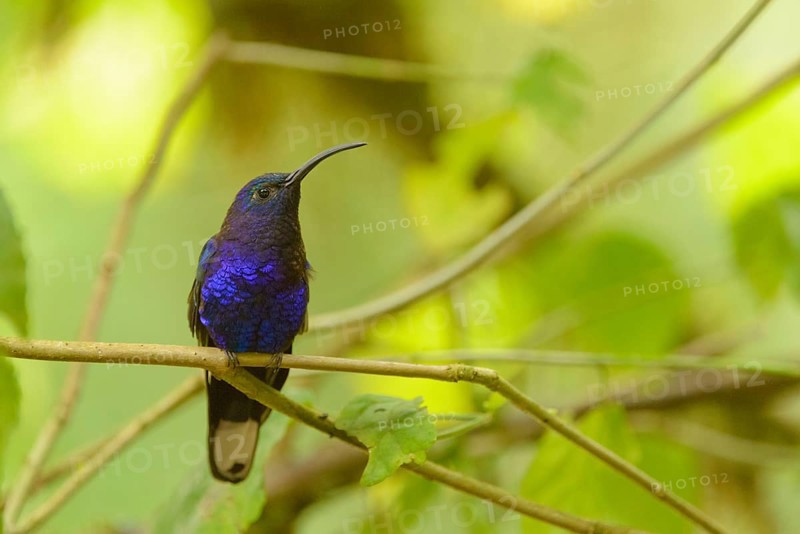 Violet Sabrewing (Campylopterus hemileucurus)