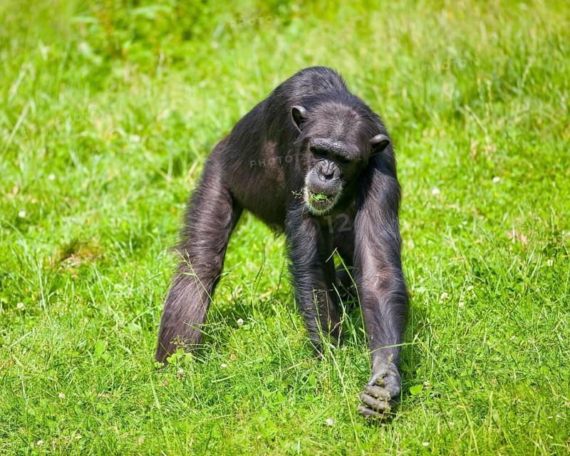 Western Chimpanzee or West African Chimpanzee (Pan troglodytes verus)