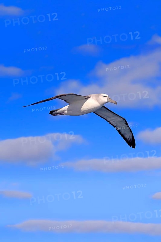 Shy albatross (Thalassarche cauta)