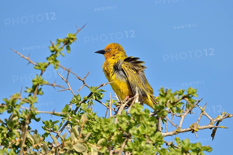 Cape Weaver (Ploceus capensis)