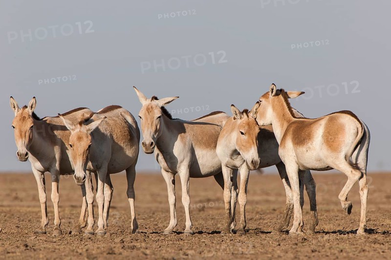 Onagers or Asiatic wild asses (Equus hemionus)