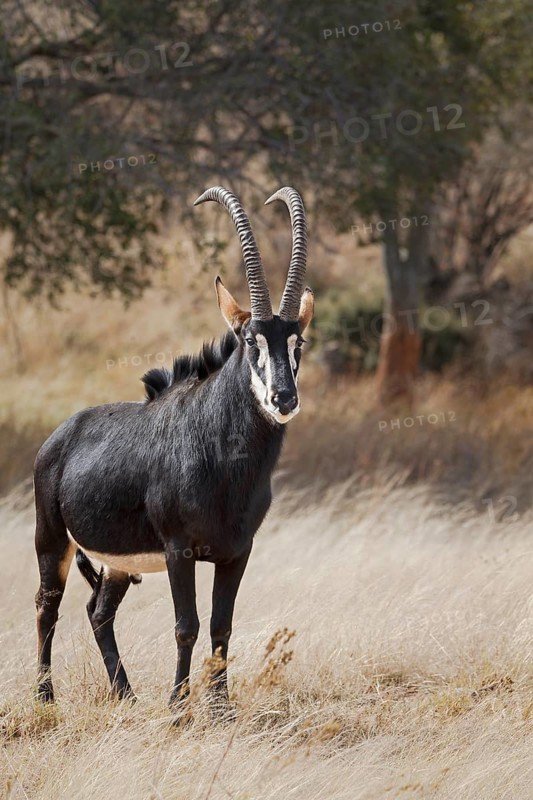 Sable Antelope (Hippotragus niger) adult male