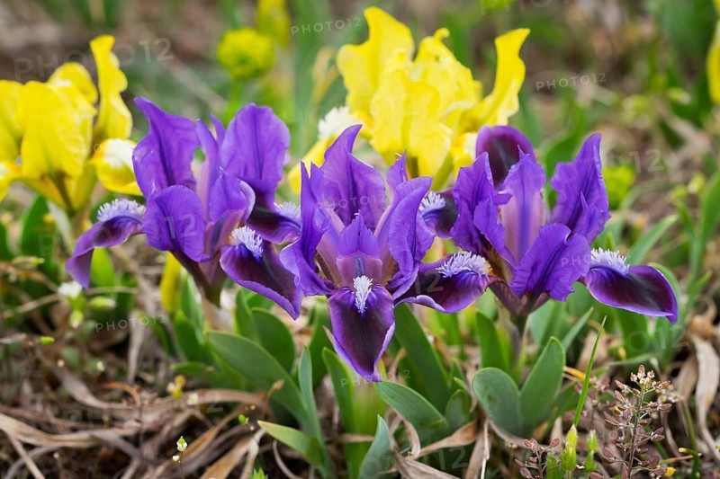 Dwarf iris (Iris pumila)
