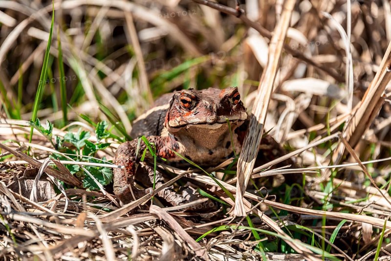 Japanese toad (Bufo japonicus) in dry grass at Tanuki Lake