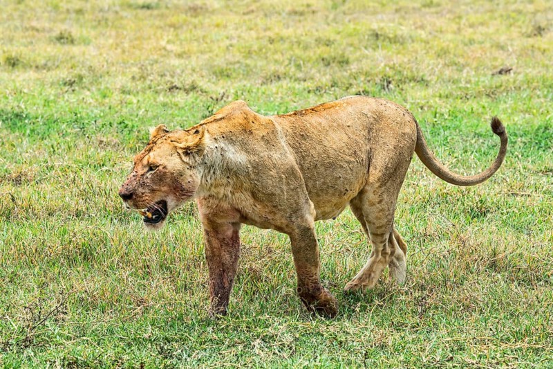 Fly-ridden Lioness (Panthera leo)