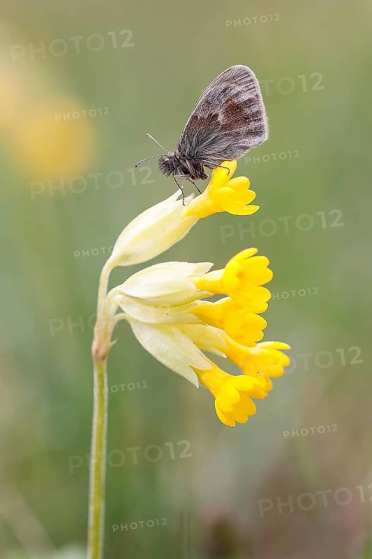 Small Heath Butterfly (Coenonympha pamphilus) on Cowslip (Primula veris)