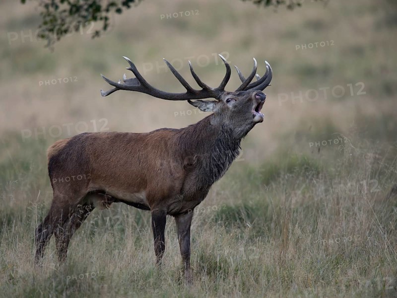 Red Deer (Cervus elaphus)
