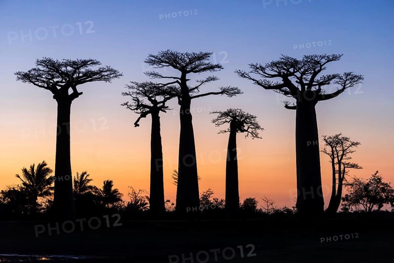 Avenue of the Baobabs