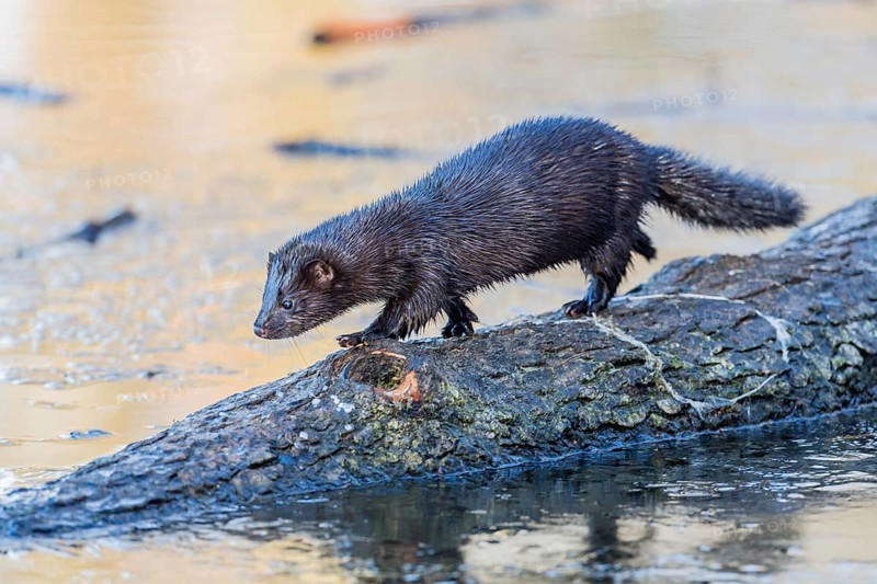 American mink (Neovison vison)