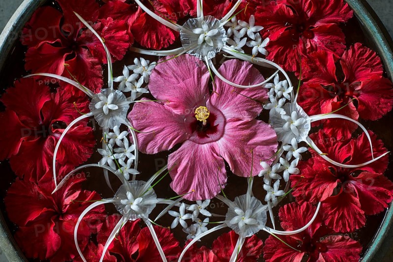 Hibiscus and Milk Flowers in a water-filled bowl