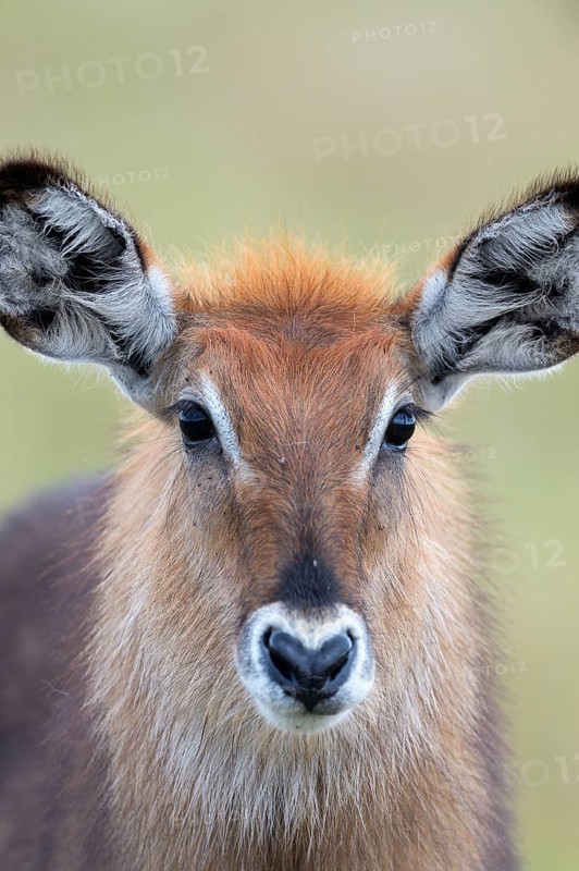 Waterbuck (Kobus ellipsiprymnus)