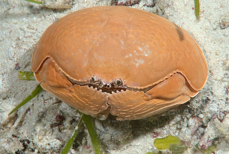Smooth crab (Calappa calappa)