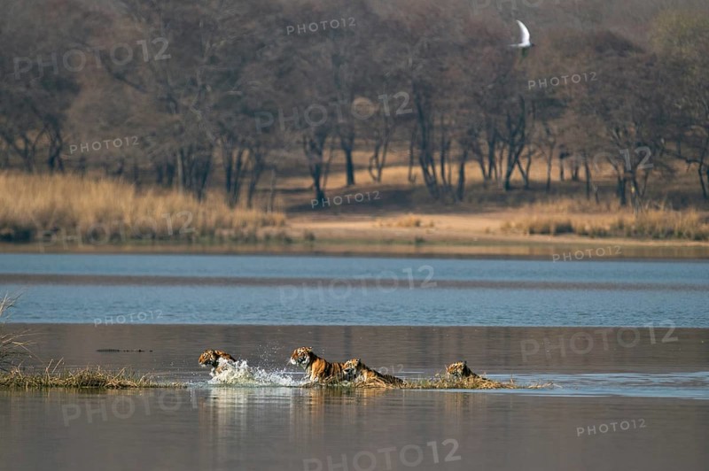 Wild Indian Tigers or Bengal Tigers