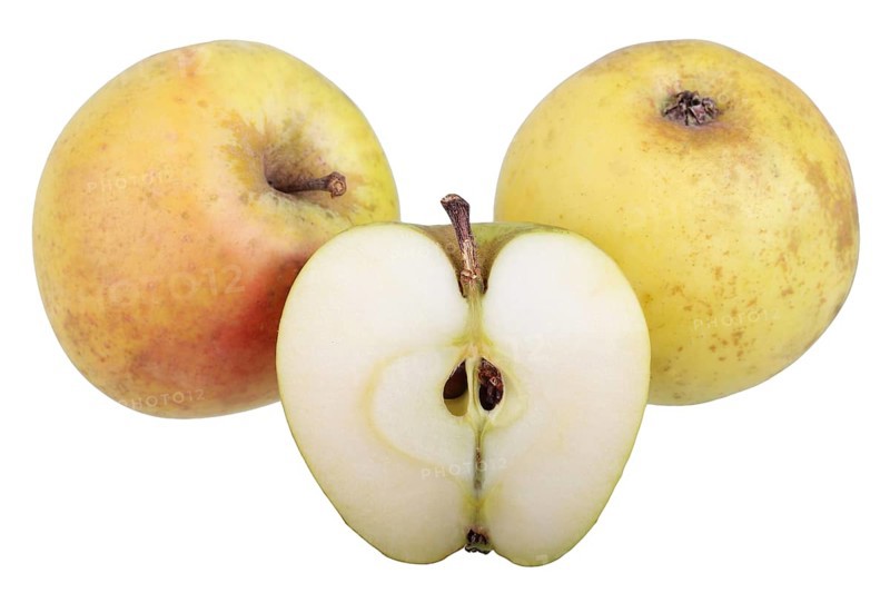 Apple variety Yellow Saxon Reinette