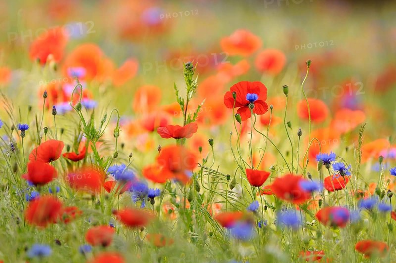 Flower meadow with Common Poppies (Papaver rhoeas) and Cornflowers (Centaurea cyanus)