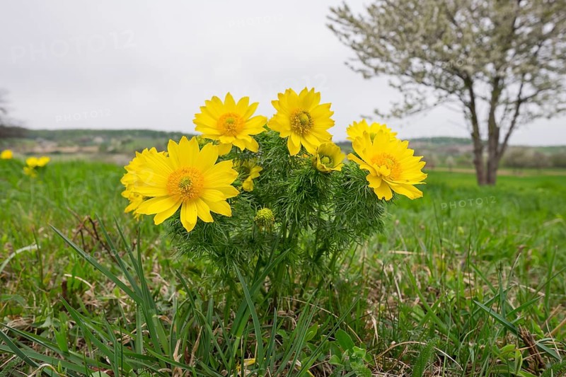 Spring Pheasant's Eye (Adonis vernalis)