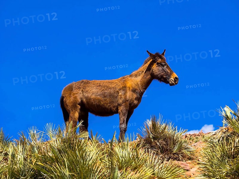 Horse on a path in the Atlas Mountains