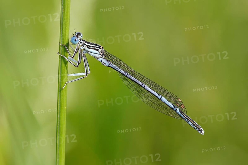 White-legged Damselfly (Platycnemis pennipes)