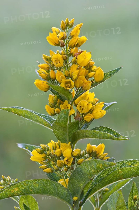 Garden Loosestrife (Lysimachia vulgaris)