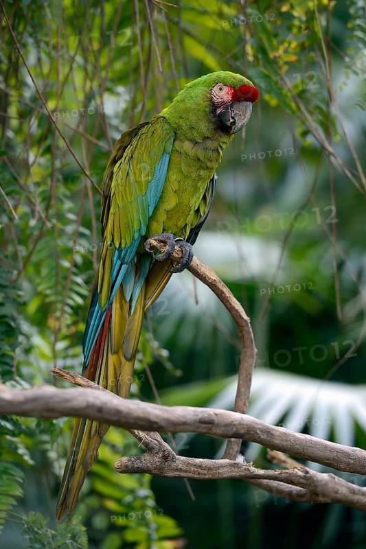 Great green macaw (Ara ambiguus)