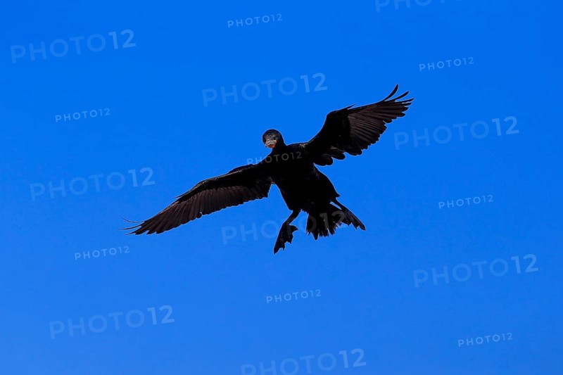 Cape Cormorant or Cape Shag (Phalacrocorax capensis)